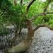 Путешествие в самый большой мангровый лес - Сундарбан в Бангладеш